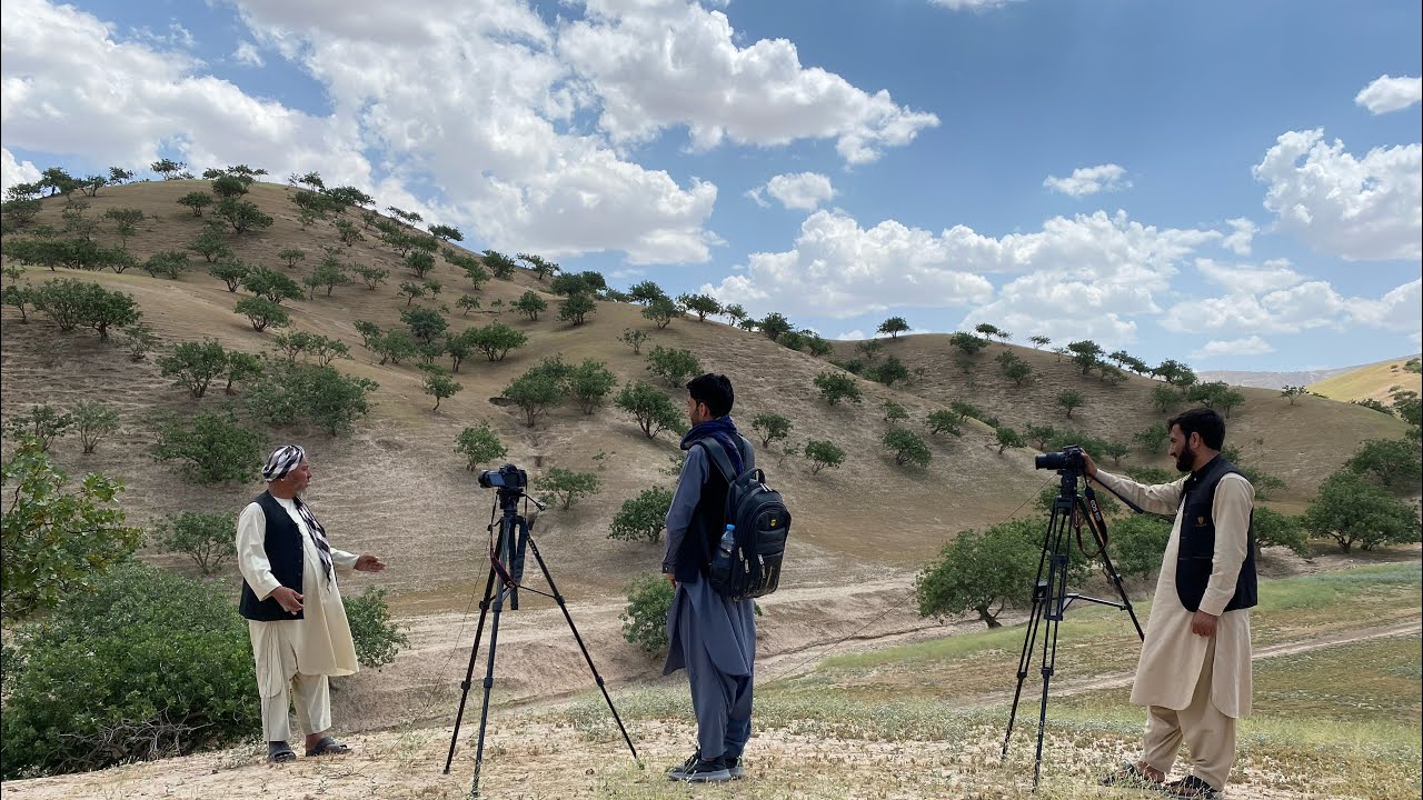 سمنګان د هېواد په کچه لومړی ولایت دی چې د پستو شاوخوا ۶۰ زره طبیعي ونې په غرونو کې شتون لري