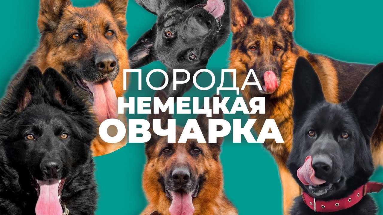 Немецкая овчарка 🐾 Плюсы и минусы, стоит ли заводить