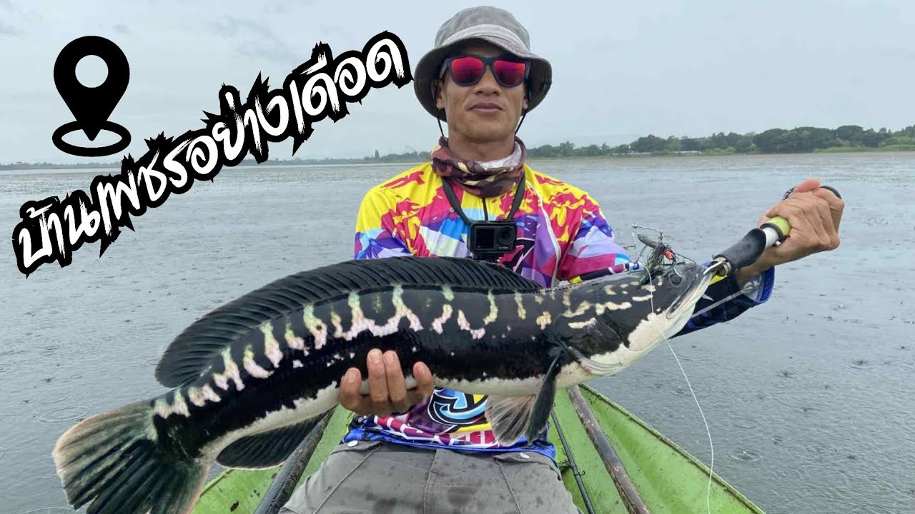 ตกปลาชะโดที่อ่างเก็บน้ำบ้านเพชร