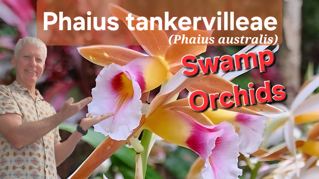 Phaius tankervilleae - болотная орхидея