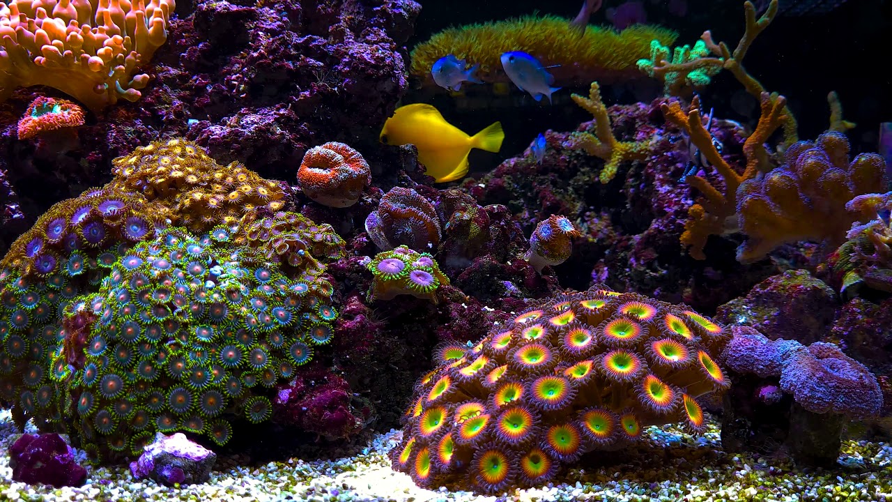1h Epic Reef tank music