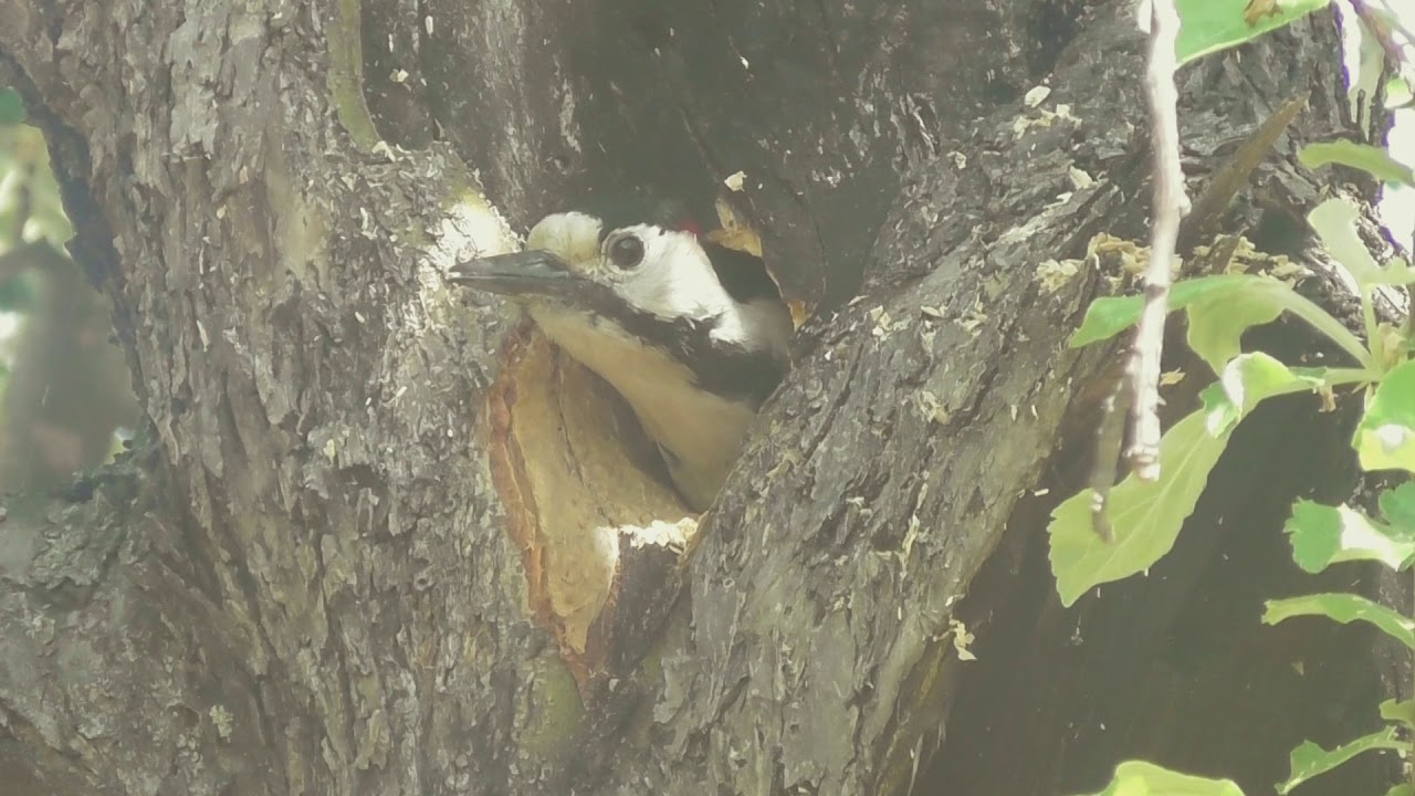 Natură și aventură în Mogoșești-Siret