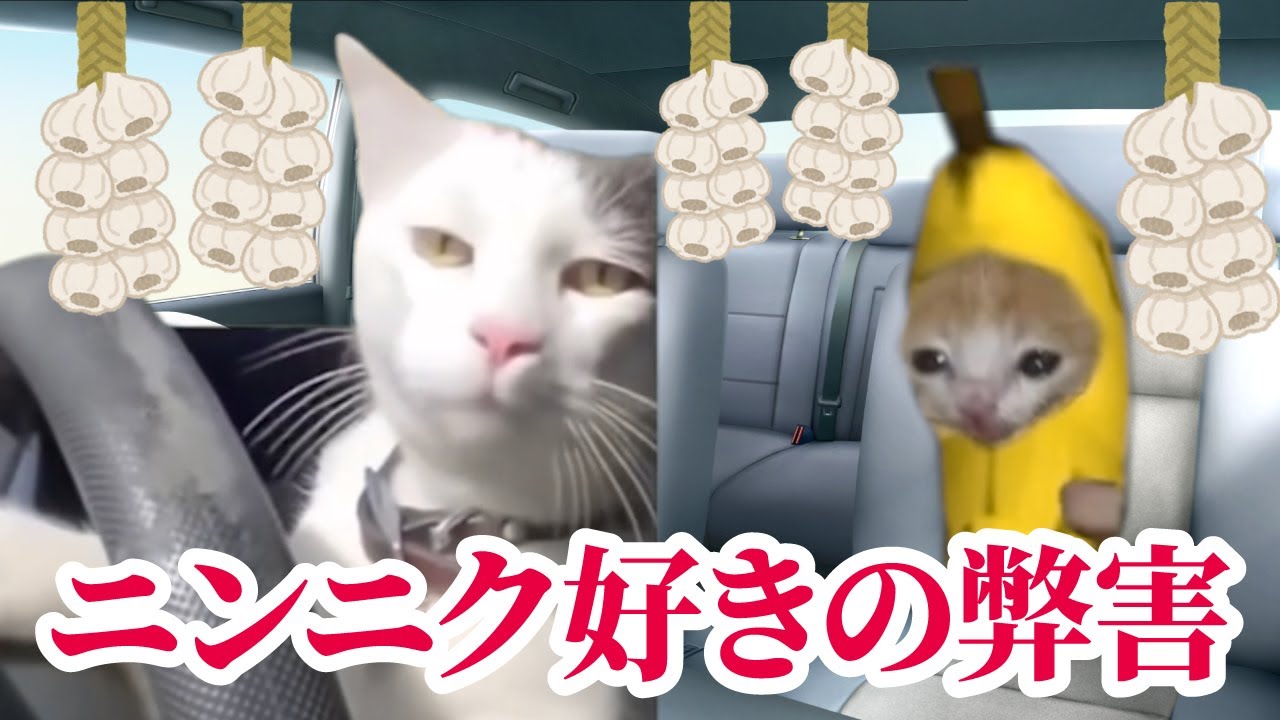 すた丼でニンニクたっぷり食べた我が家の何気ない日常 #猫マニ #猫ミーム