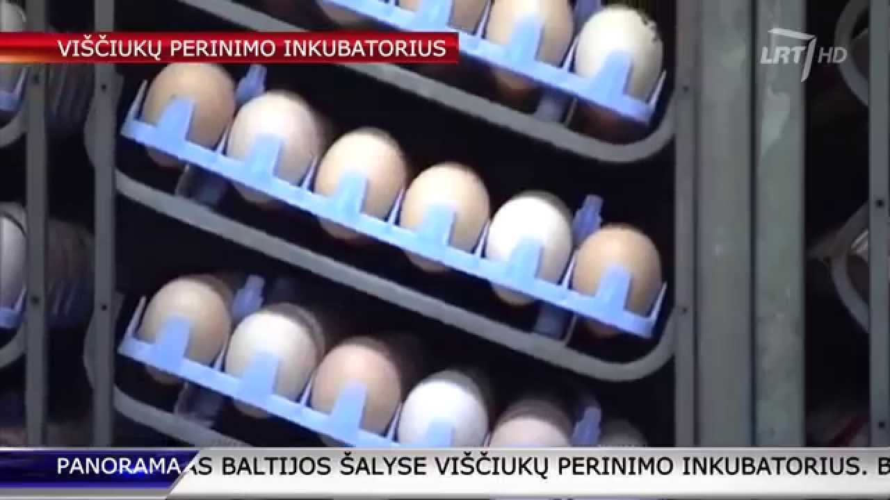 Janaslavo kaime, Lazdijų rajone pradėtas statyti vi&scaron;čiukų inkubatorius