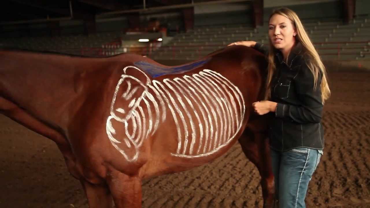 Saddle Fitting: Proper Way to Fit a Horse | Burns Saddlery, Horse Saddles, Western Saddle, Saddlery