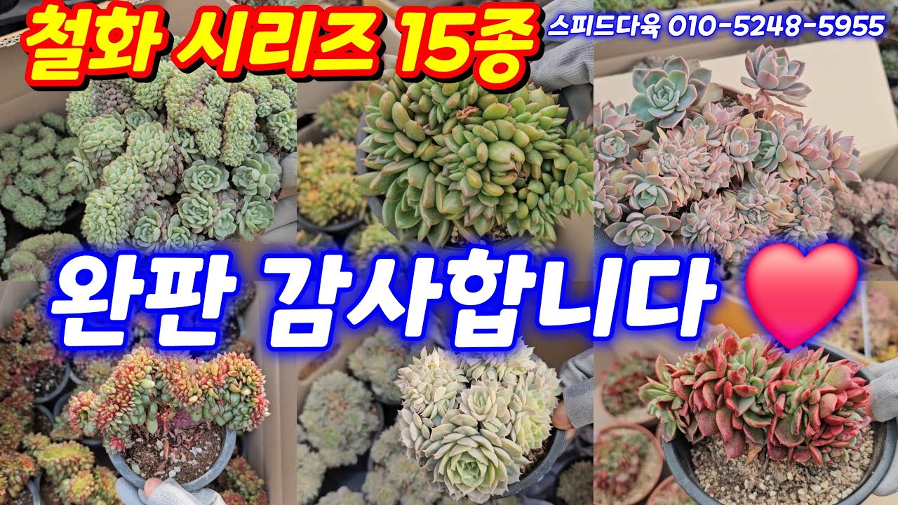 26.2.9 🌹철화 시리즈 화이트팜철화 링고스타철화 핑크프리티철화 살루철화 온슬로우철화 로조철화 핑크플로라철화 백봉철화🌹스피드다육 010-5248-5955 전국택배 유료광고