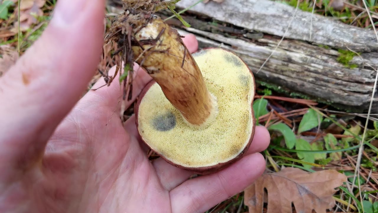 El rico boleto bayo. una seta sabrosa que acumula radioactividad... Xerocomus badius. Imleria badia.