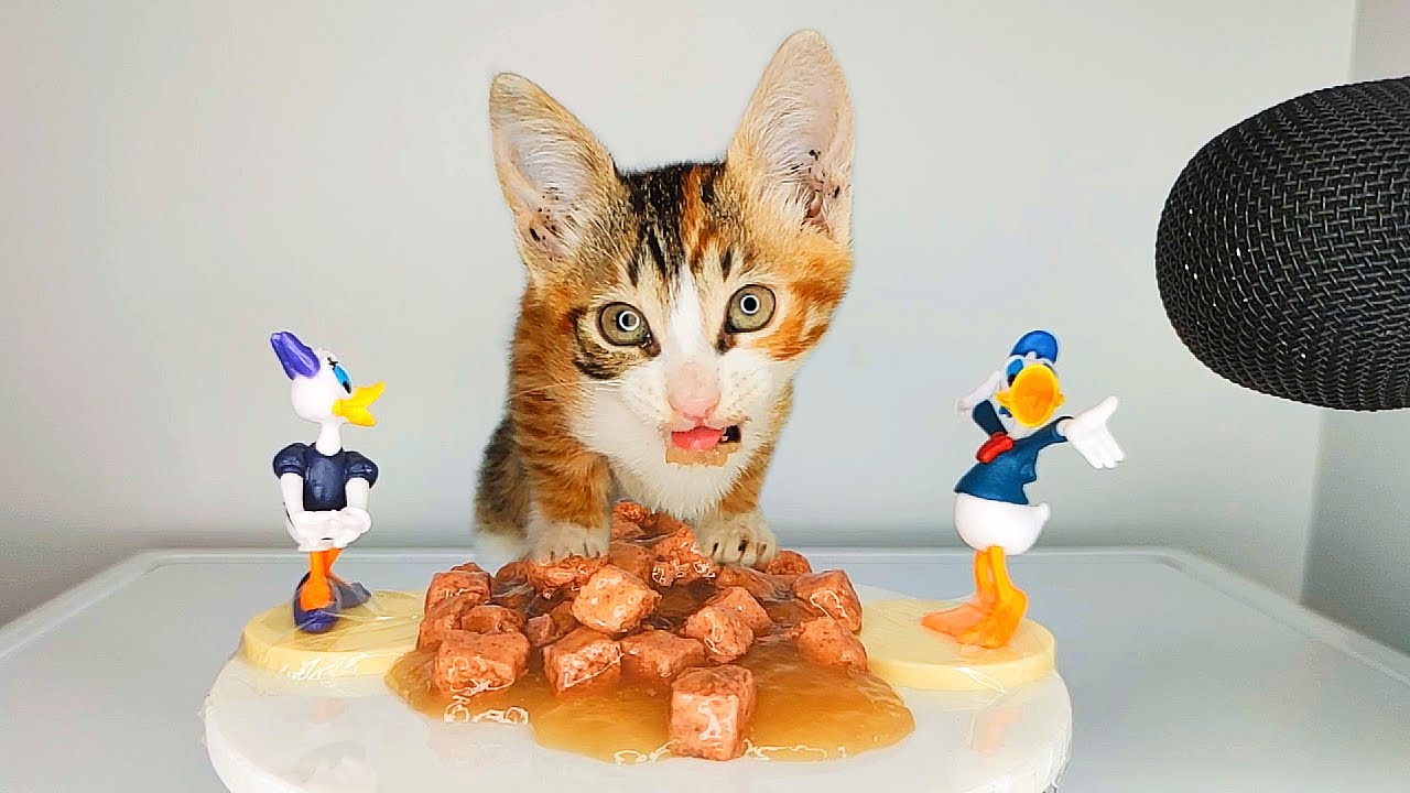 Cute Kitten ASMR Eating Wet Food 🐱🍲 | Relaxing Cat Eating Sounds