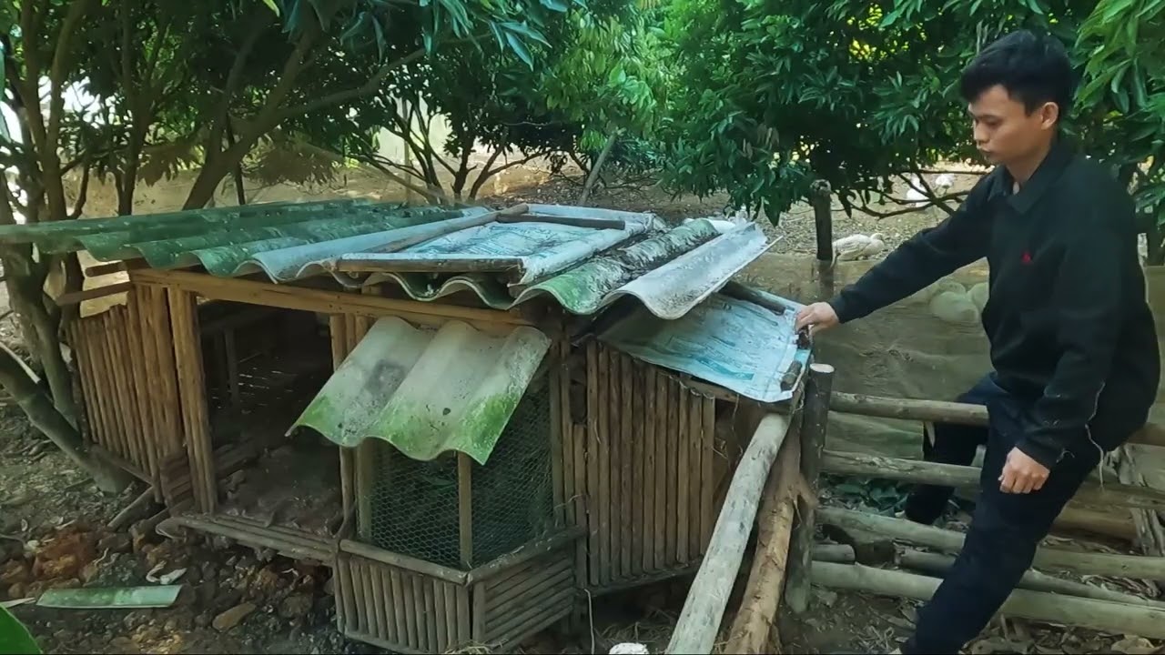 eaceful Farm Life: Building a Warm Winter Nest for My Ducks