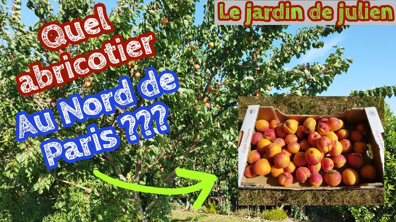 Quel abricotier au Nord de Paris??? Culture, Conseils, Maladies, variétés adaptées. 🍑🍑🍑🍑