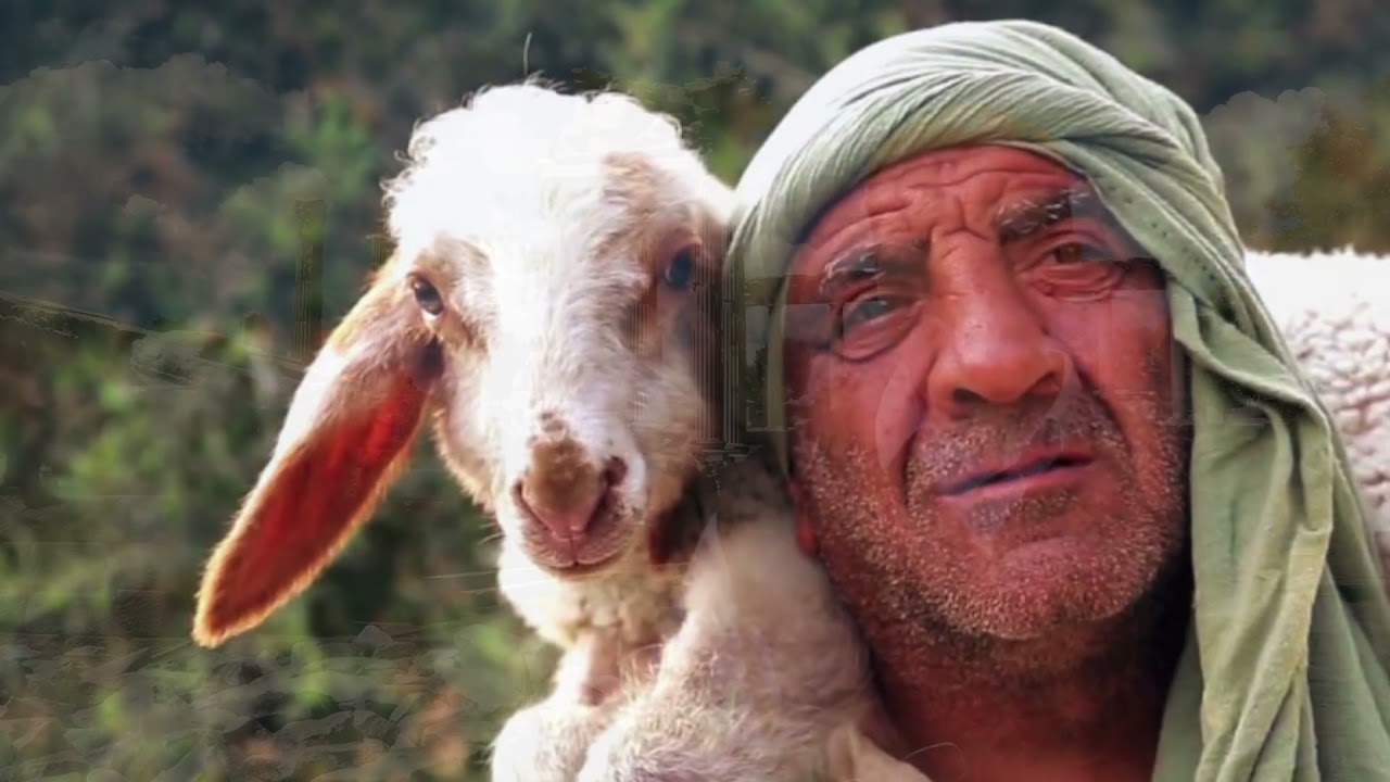 Shepherd the Flock (1 Peter 5:1-5)
