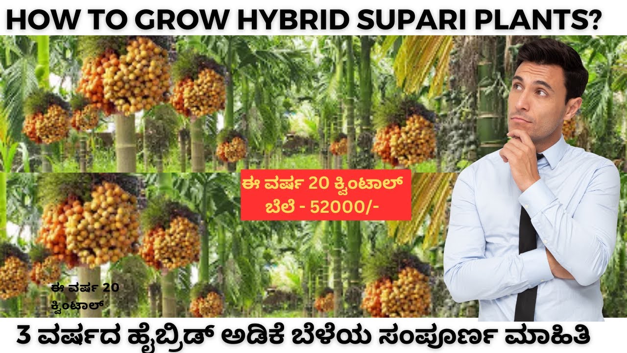 3 ವರ್ಷದ ಹೈಬ್ರಿಡ್ ಅಡಿಕೆ  | ಬೆಲೆ-52,000 |Hybrid Arecanut [hybrid betelnut] #supari #betelnut