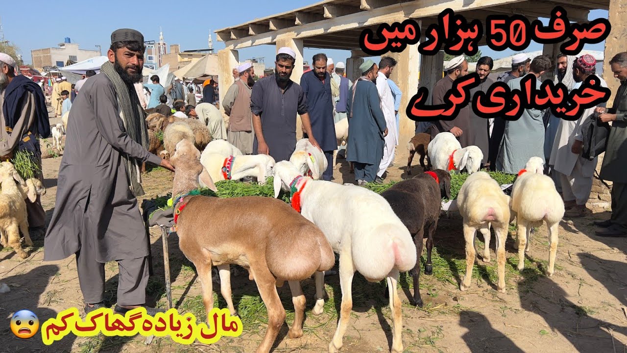 Pakistan Ki SabSay Biggest Dumba Kohat Mandi- Latest Price- Very Low Prices April 12, 2026