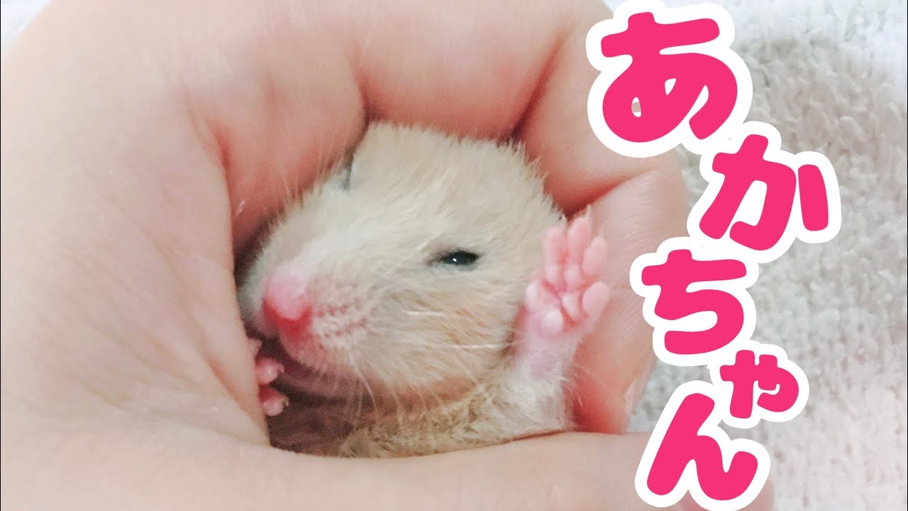 赤ちゃんキンクマハムスター