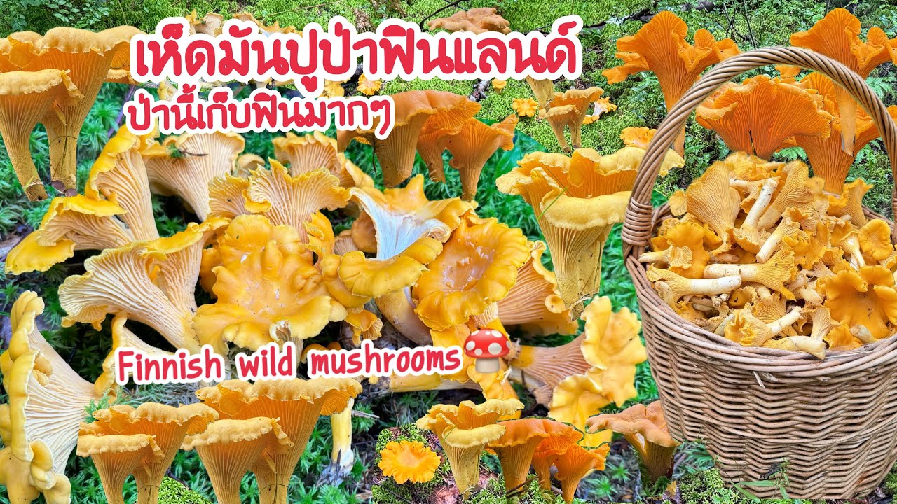 🍄🍄2024  ป่านี้เห็ดสวยสุดๆ เก็บเห็ดเหลืองป่านี้ ฟินสุดๆ ดอกใหญ่ๆ สวยๆ