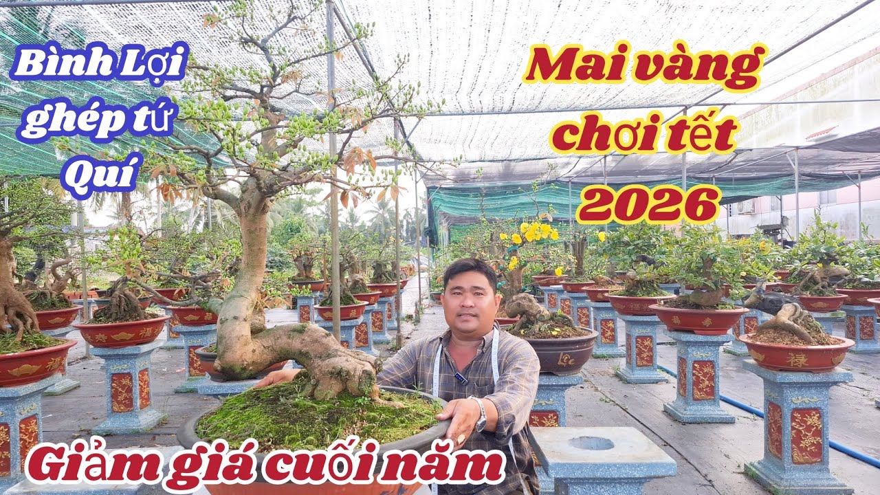 10 tháng 2, 2026💥Mai vàng chơi tết 2026-siêu bông bình lợi, gốc Tứ quí vườn mai Hoàng Việt 