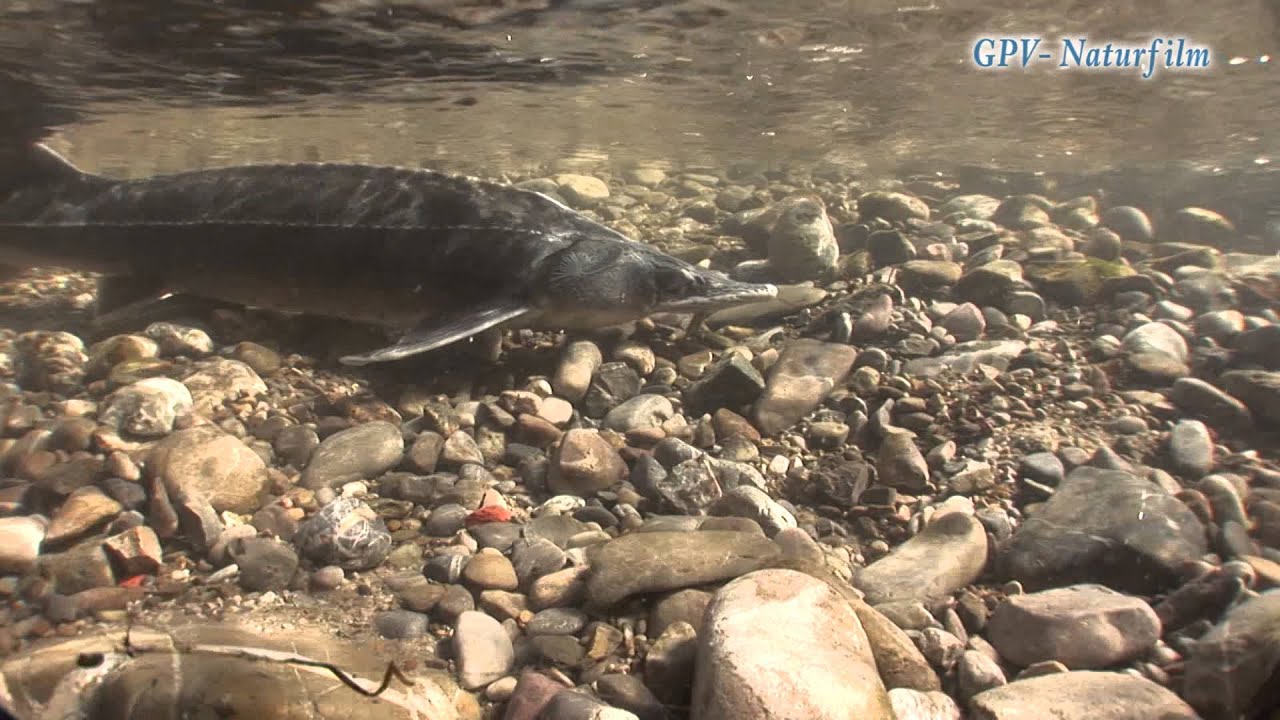 Film Der Sterlet Fisch des Jahres 2014
