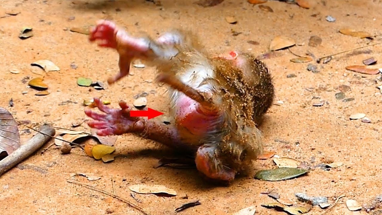 NICE CLIP VIDEO MONEKY- MIX VDO MONKEY -ADORABLE MONKEYS #MONKEYS