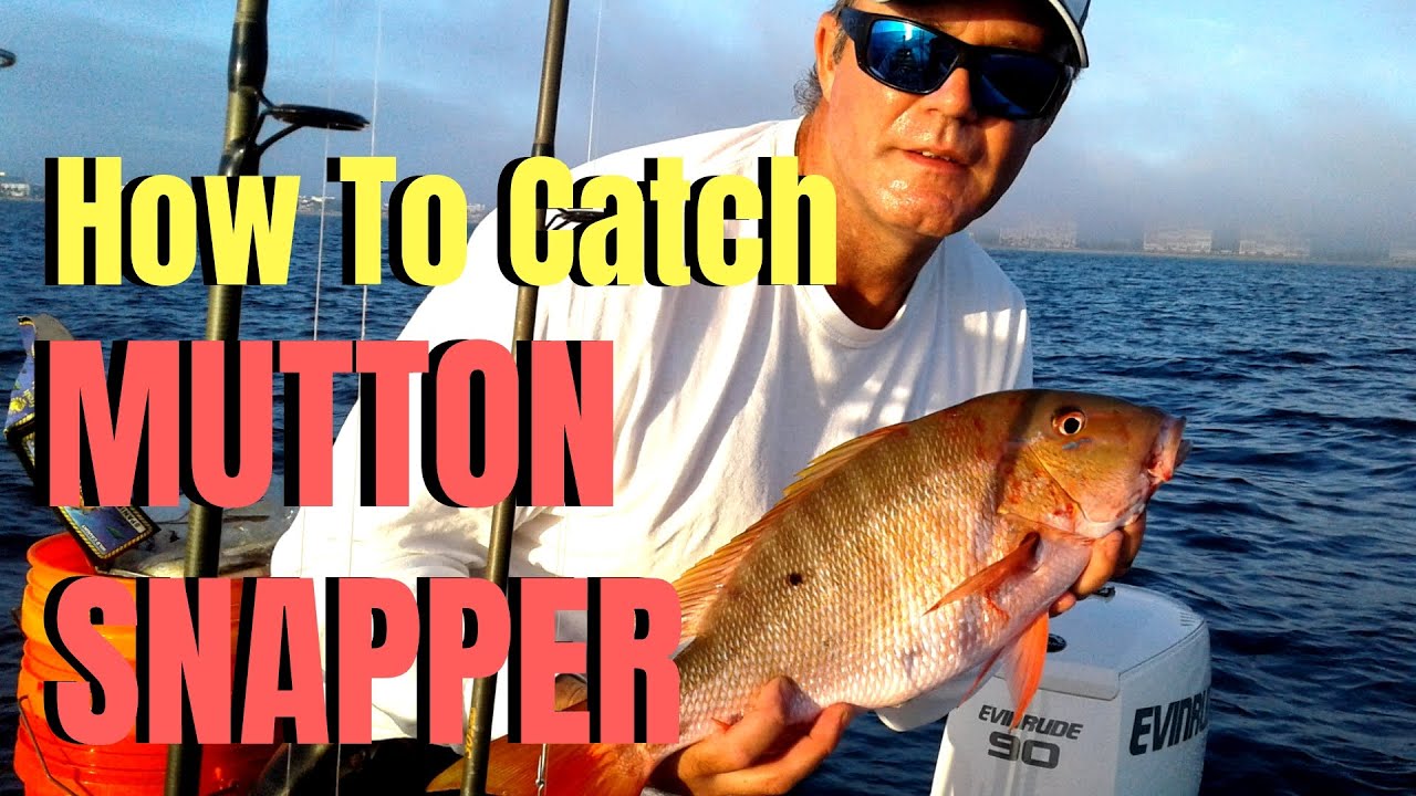 How to catch MUTTON SNAPPER