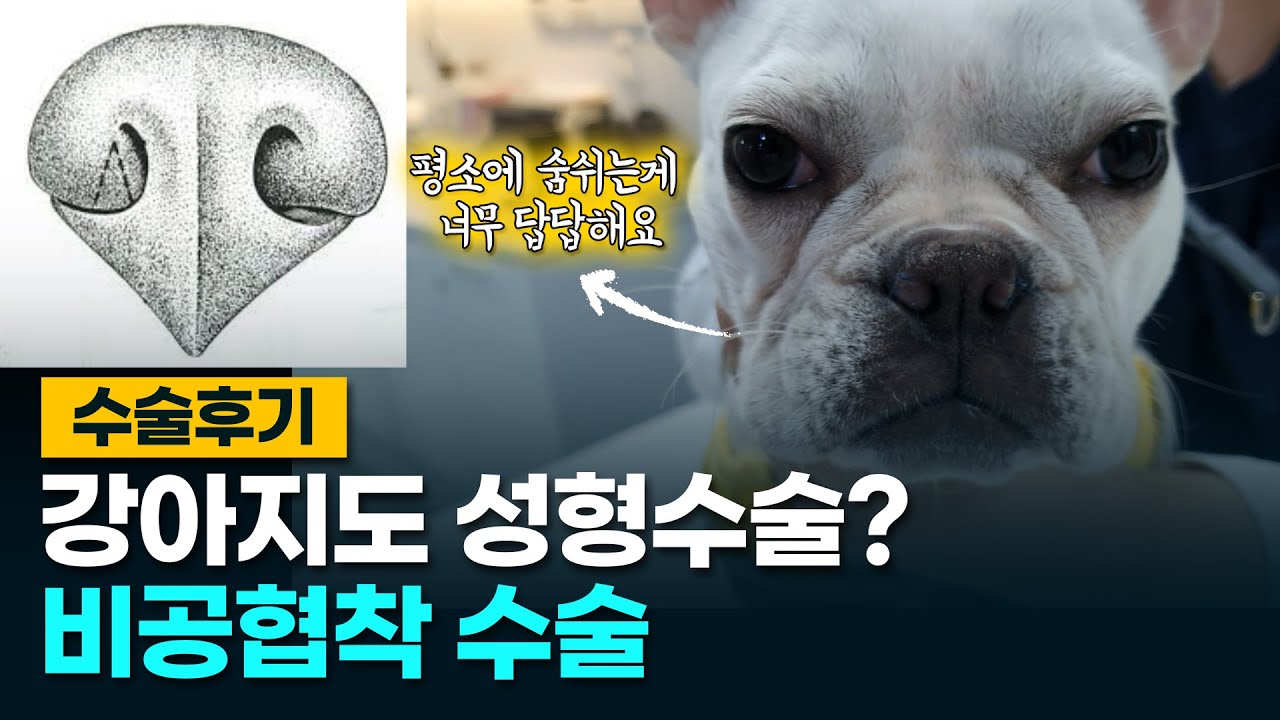 강아지 코 성형수술?! (ft. 비공협착, 단두종 증후군)