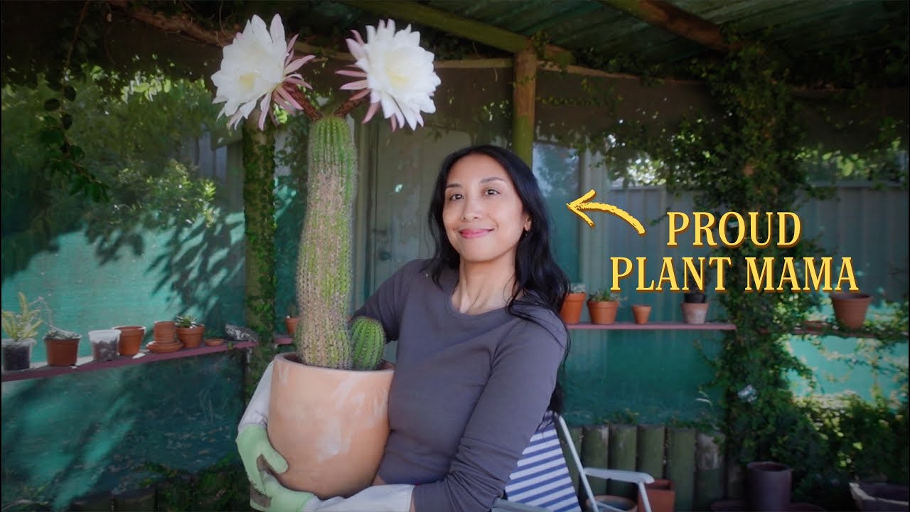 It’s Blooming Season! How I Get My Cacti Bursting with Blooms