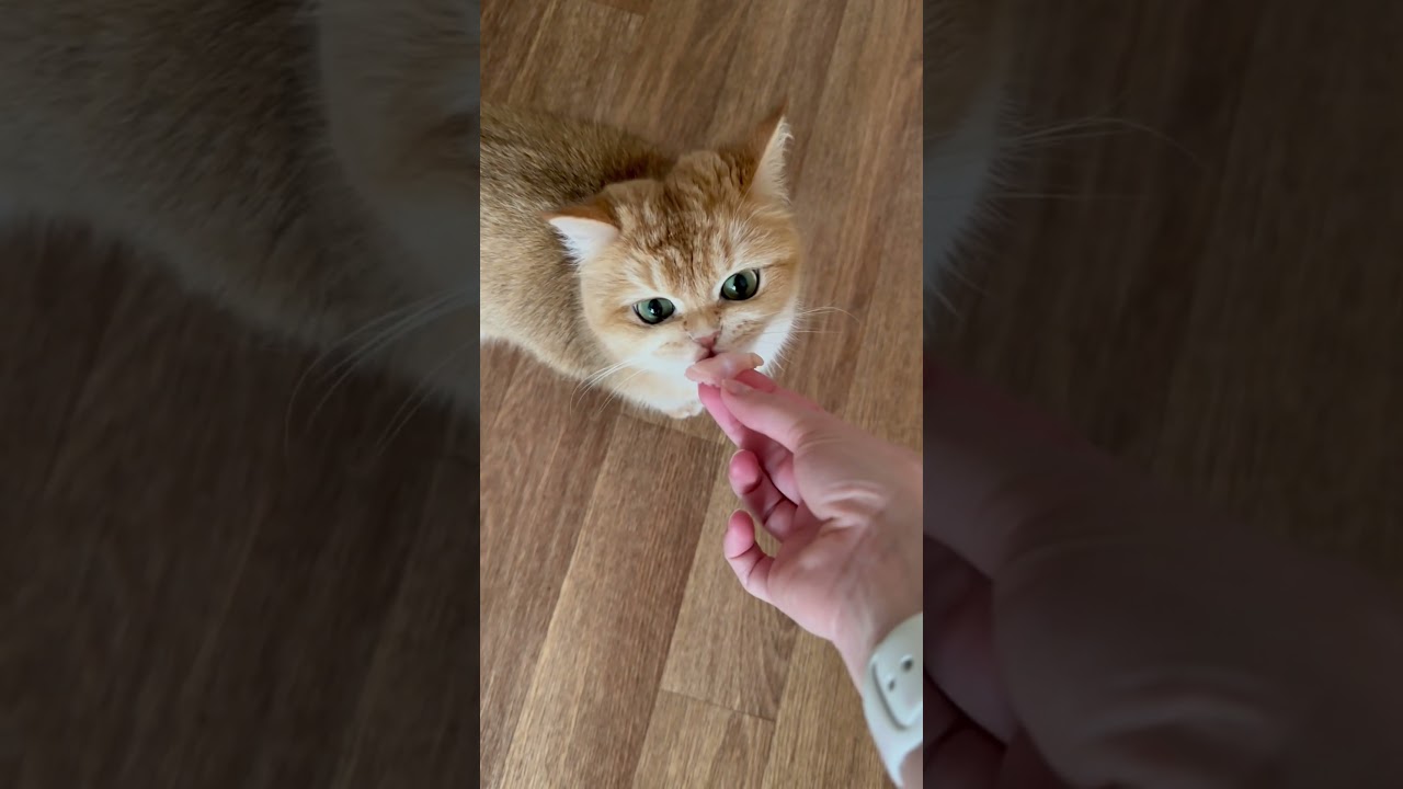 #disappearance #of #meat #focus #cat