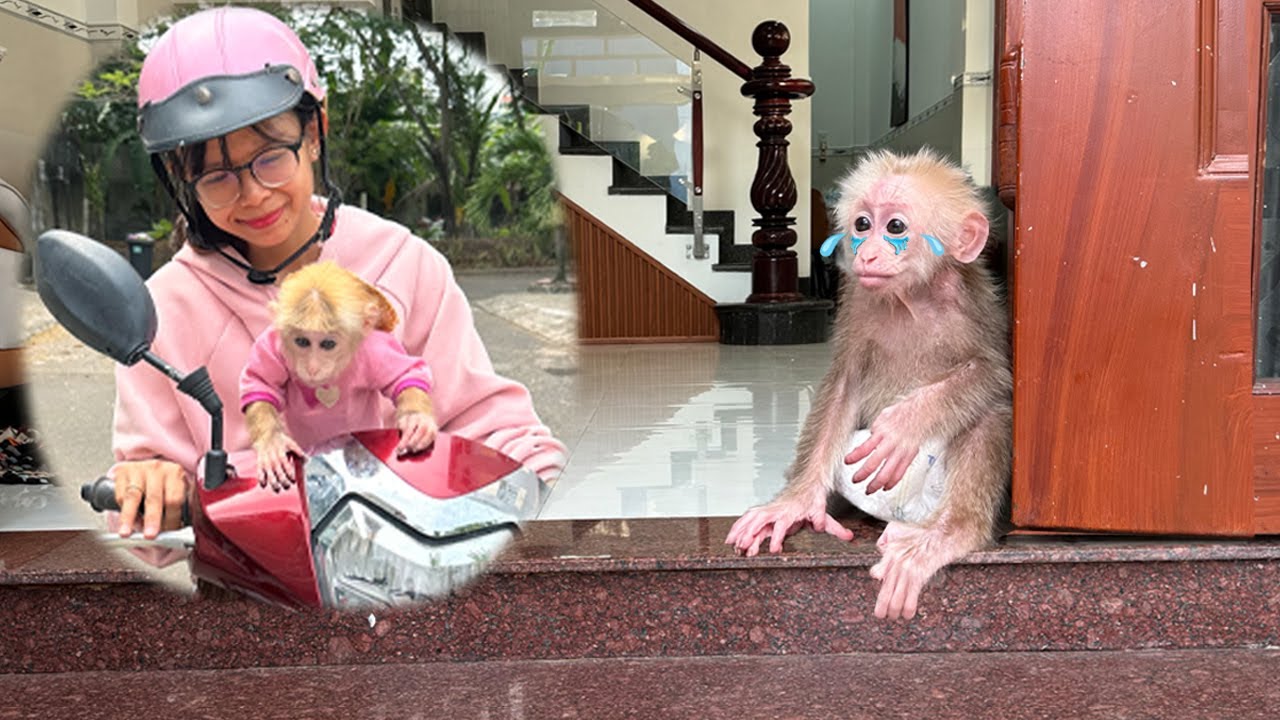 Baby Monkey Cries Her Heart Out in Sadness, Feeling Abandoned by Lucky and Mom