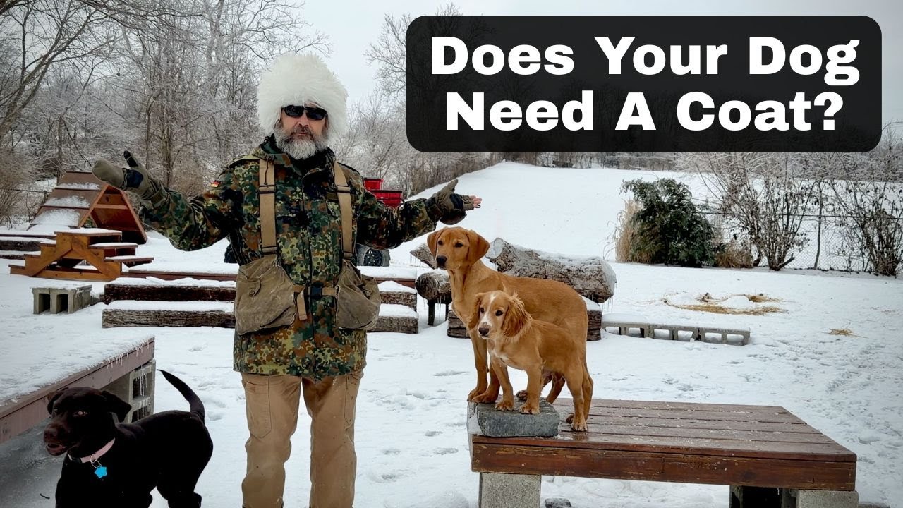 Does My Dog Need A Coat? Breed Comparison & Demonstration