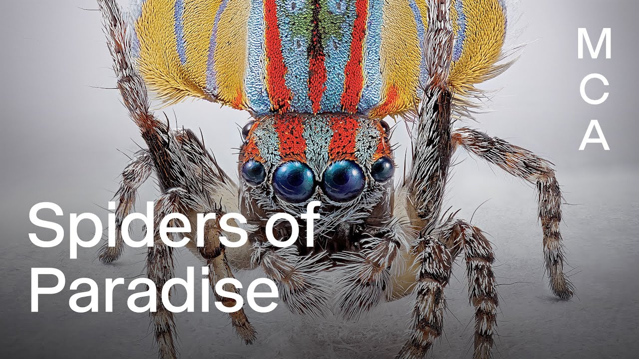 Peacock spiders show us the art of courtship | Maria Fernanda Cardoso: Spiders of Paradise