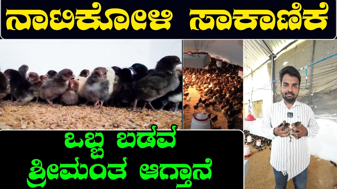 ಧಮಾಕ ಆಪರ್‌ ನಾಟಿ ಕೋಳಿ ಸಾಕಿ ಲಕ್ಷ ಲಕ್ಷ ಮಾಡಿಕೊಳ್ಳಿ | Mulla Jvari Naati Koli Hubli