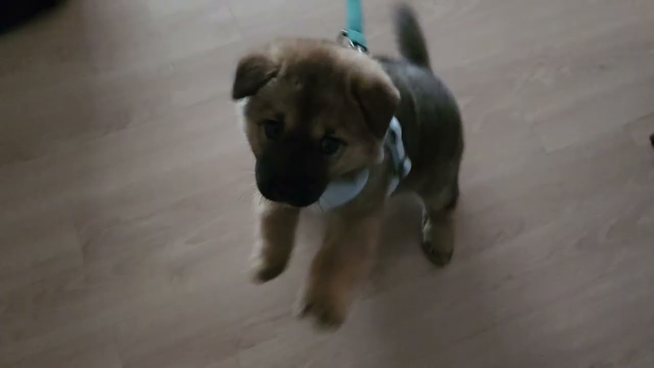 밤톨이 목줄연습