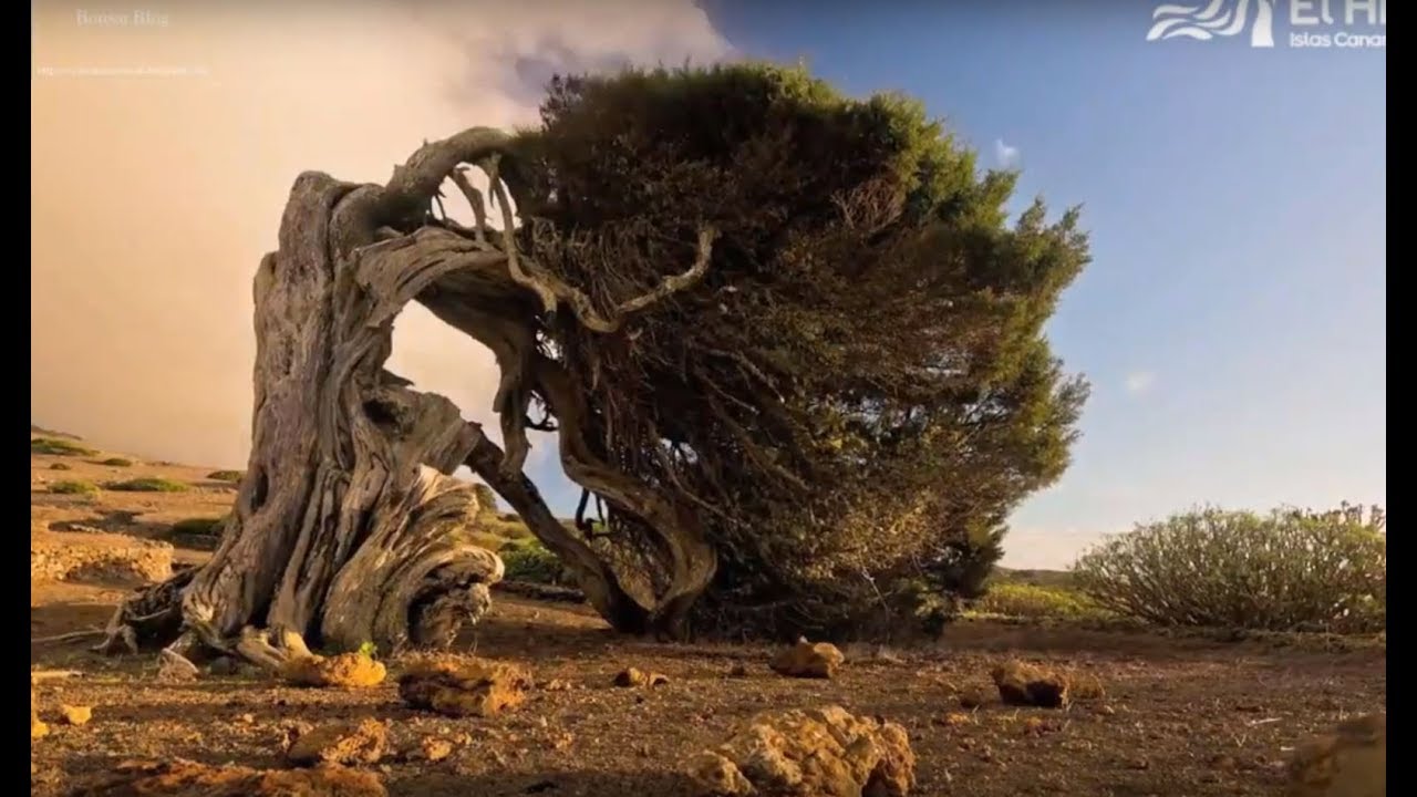 The King of Juniperus  - Inspiration for your Bonsai Art