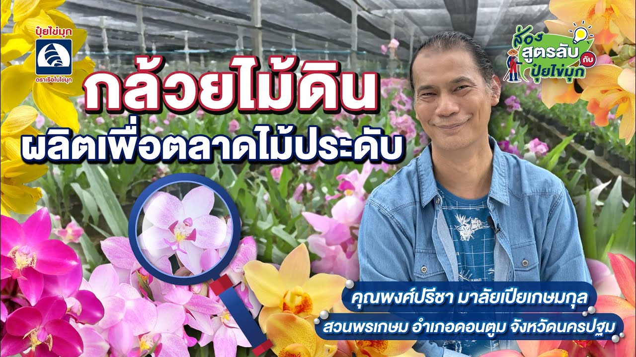 ส่องสูตรลับกับปุ๋ยไข่มุก ตอน กล้วยไม้ดินเพื่อตลาดไม้ประดับ