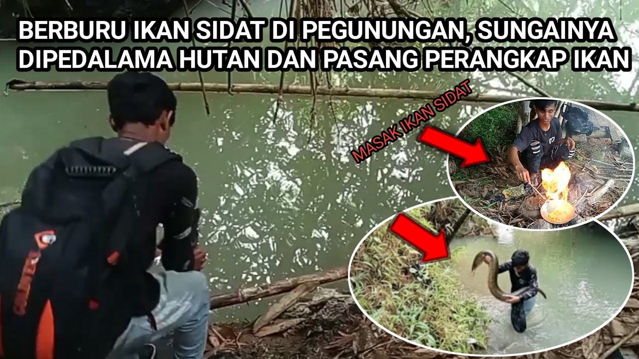 Pasang 29 pancing sidat & pasang perangkap ikan di pedalaman hutan #ceripetualang 