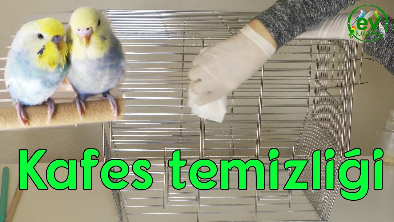 Sağlıklı Kuşlar için Kafes Temizliği Nasıl Yapılır