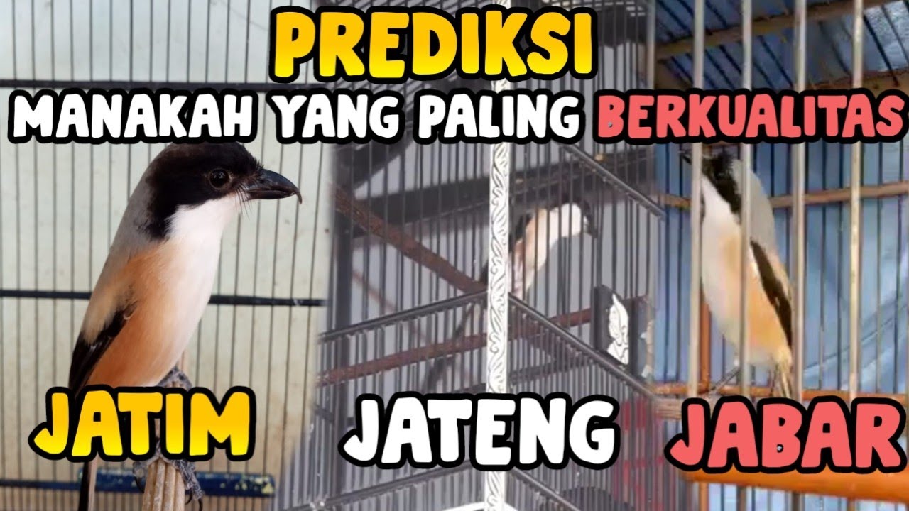 Cari Tau Manakah Cendet Yang Paling Bagus Menurut Kalian? JATIM-JATENG-JABAR | VERSI BANG UCUP!