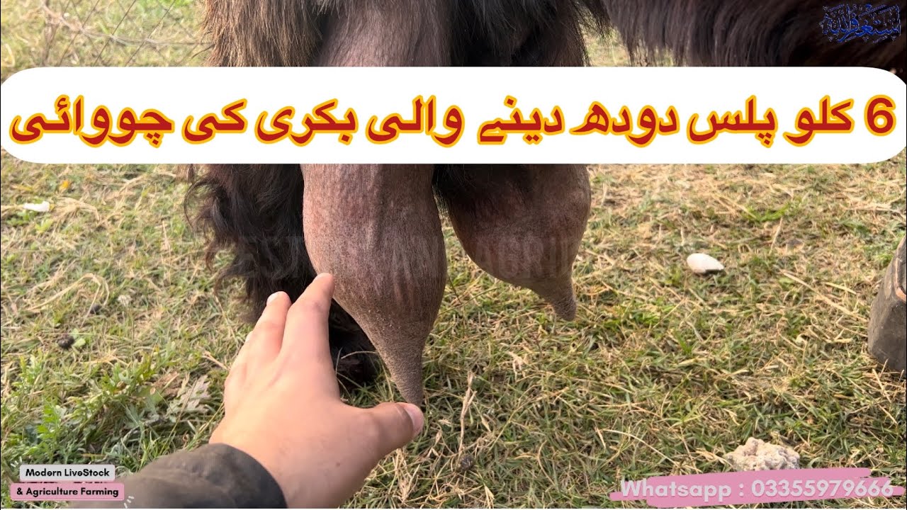 Pakistani DDP Goat Live Milking 6 Litters Plus Milk | بکری کی دودھ کی چووائی | Modern Goat Farm