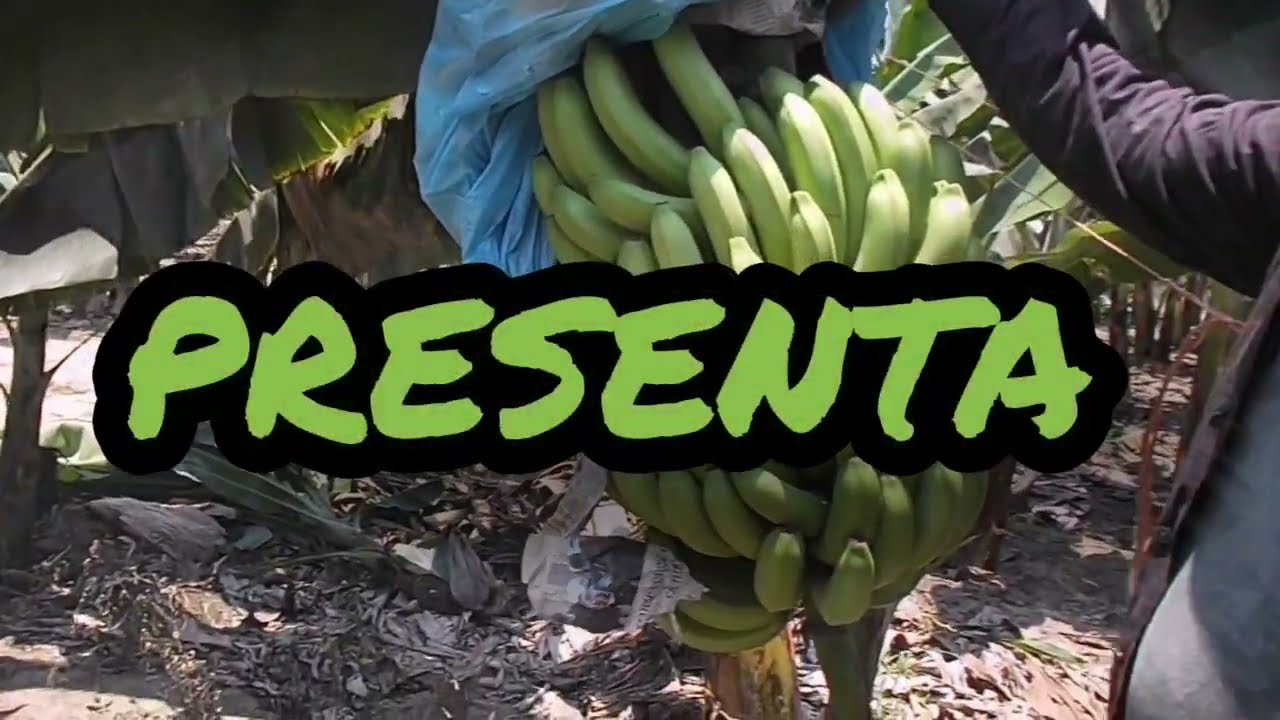 LA IMPORTANCIA DEL DESHIJE EN LAS HUERTAS DE PLÁTANO