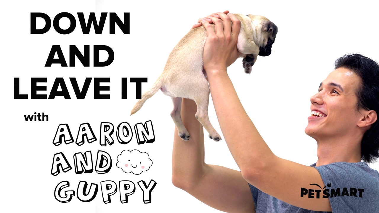 PetSmart Puppy Training: Down and Leave Cues