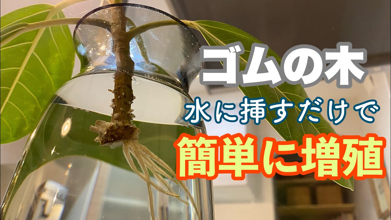 【3分で分かる】水挿しで簡単にゴムの木を増やす！