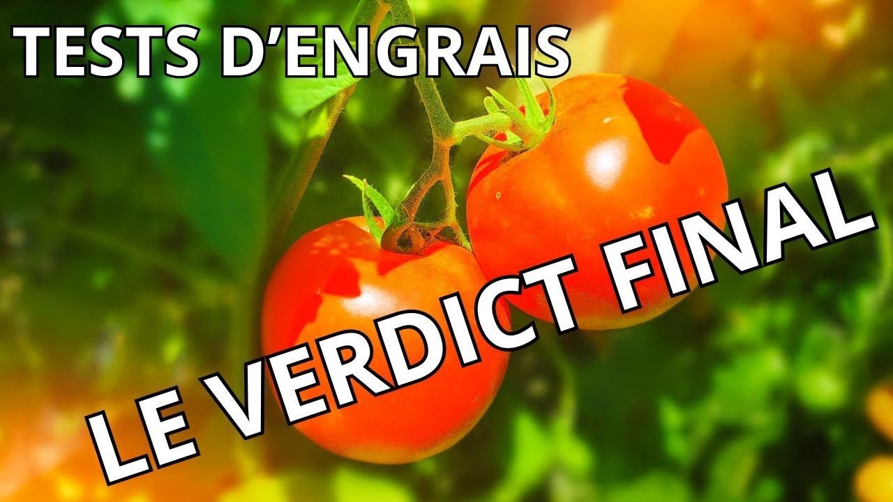Ce que j’ai appris de mes tests d’engrais sur tomates