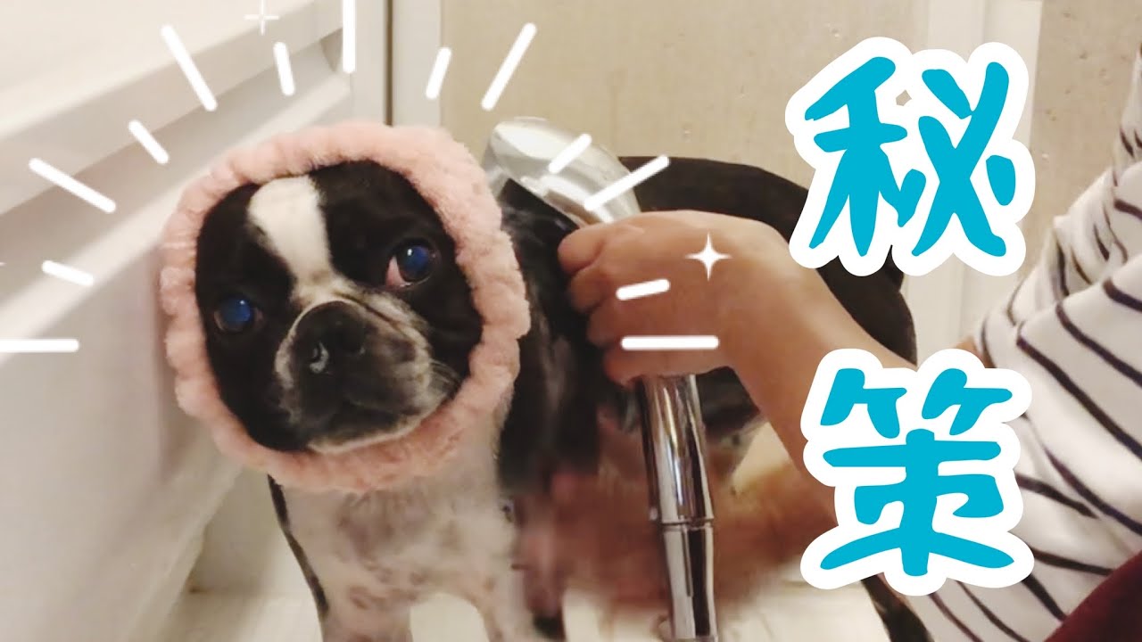 シャンプー嫌いな愛犬に、秘策の効果はあったのか！ボストンテリアきいろさん