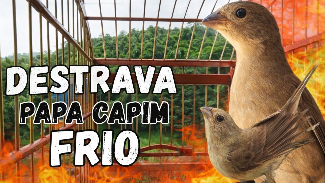 Melhor Piado de Fêmea de Papa capim com Piado de Fêmea de Papa capim para Foguear Esquenta papacapim