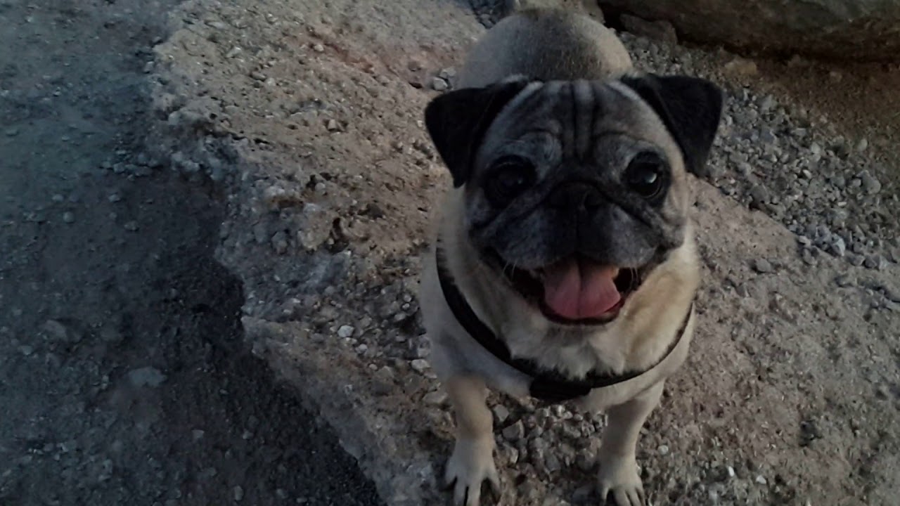 Erkek köpek mi dişi köpek mi sahiplenmeliyim?