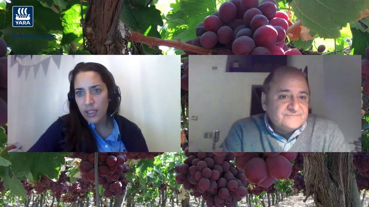 Webinar - Uva de mesa con Samuel Roman
