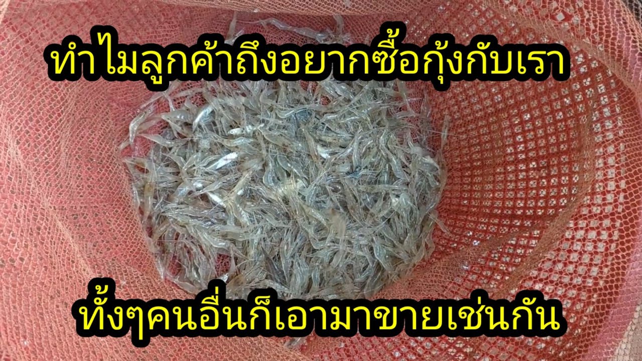 สาหตุที่ลูกค้ารอซื้อกุ้งกับเราส่วนใหญ่เพราะแบบนี้#จิตอาสา 