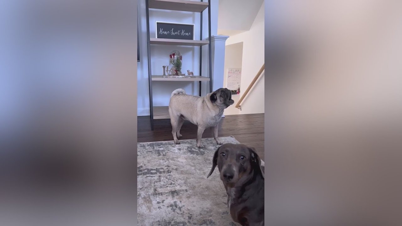 Friday Favorites: Screaming pug video