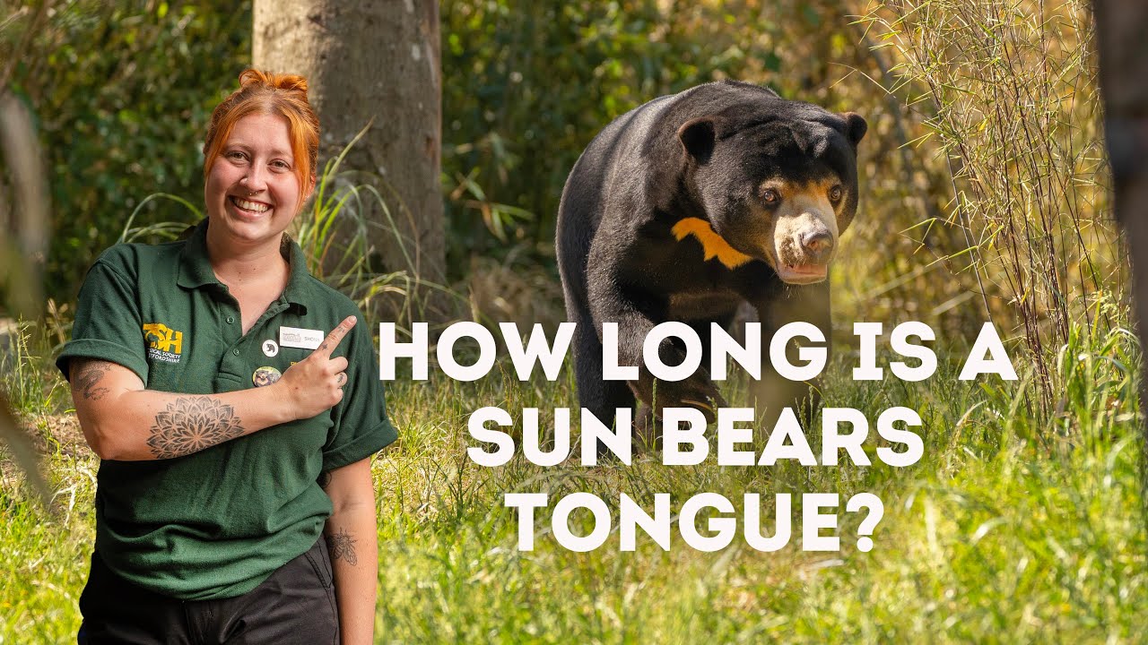 How Long is a Sun Bears Tongue? | Behind the Zoo Ep1 S2