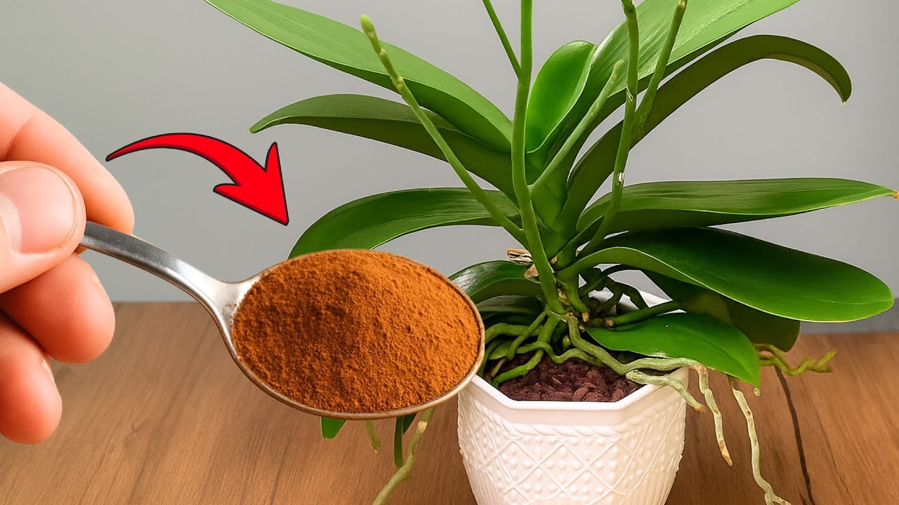 How I Naturally Feed My Orchids Using Lemon and Cinnamon Powder