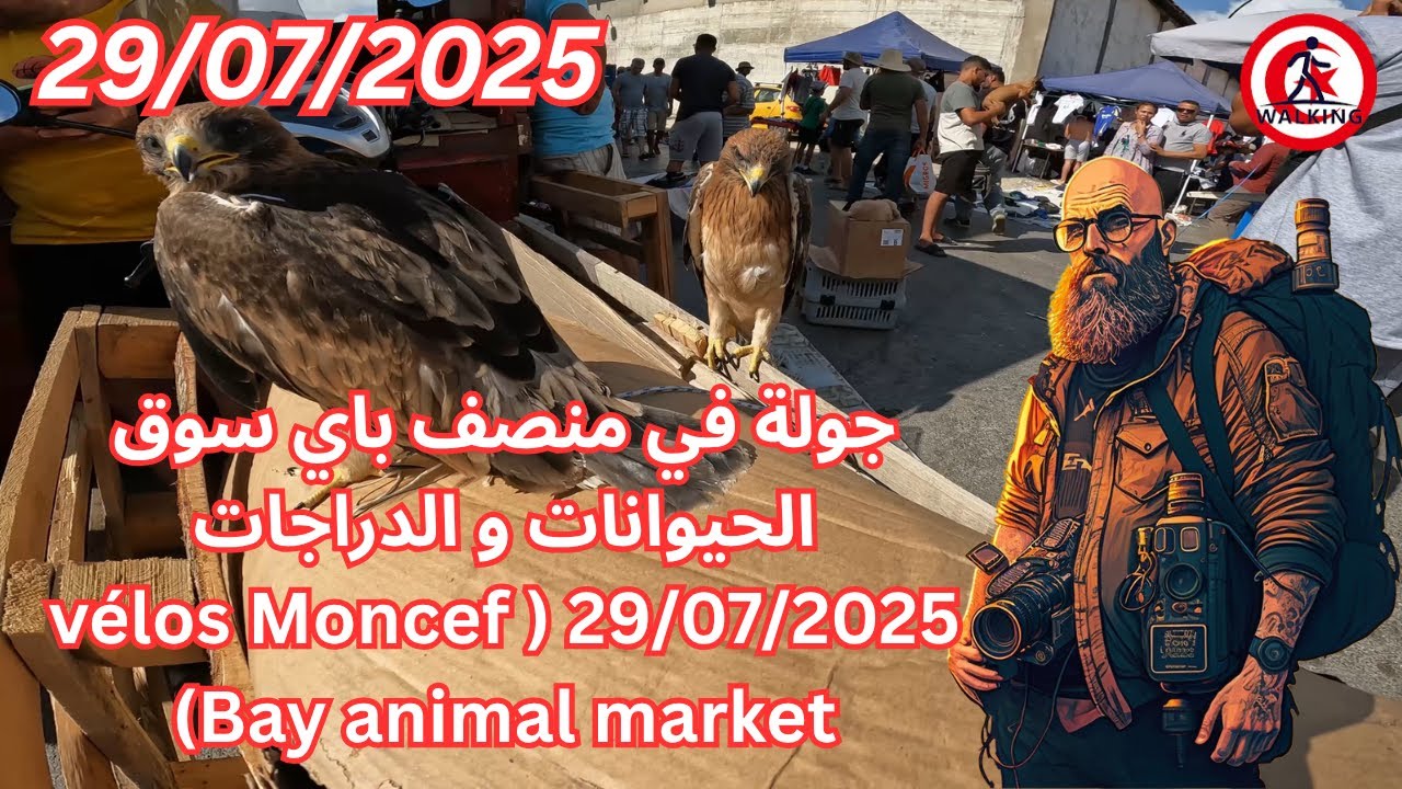 جولة في منصف باي سوق الحيوانات و الدراجات 29/07/2025 ( vélos Moncef Bay animal market)
